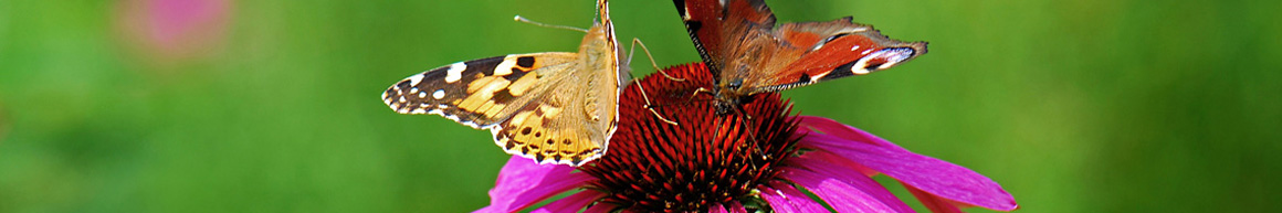 Schmetterlinge